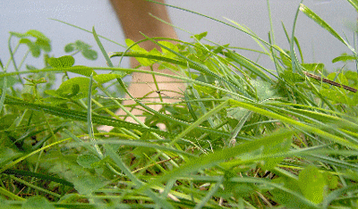 herbe